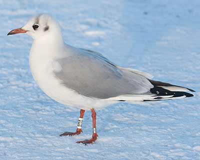 Black-headed Gull (Chroicocephalus ridibundus) [Christianshavns vold og voldgrav, Denmark]