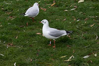 Black-headed Gull (Chroicocephalus ridibundus) [Christianshavns vold og voldgrav, Denmark]