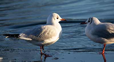 Black-headed Gull (Chroicocephalus ridibundus) [Christianshavns vold og voldgrav, Denmark]