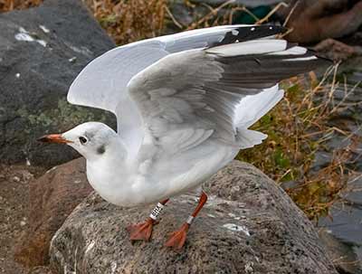 Black-headed Gull (Chroicocephalus ridibundus) [Christianshavns vold og voldgrav, Denmark]