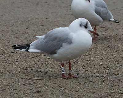 Black-headed Gull (Chroicocephalus ridibundus) [Christianshavns vold og voldgrav, Denmark]