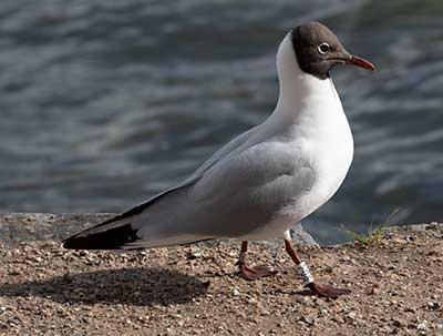 Black-headed Gull (Chroicocephalus ridibundus) [Søerne (København), Denmark]