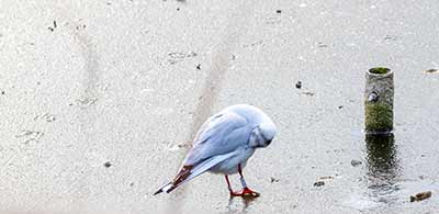 Black-headed Gull (Chroicocephalus ridibundus) [Kastrupfortet, Denmark]