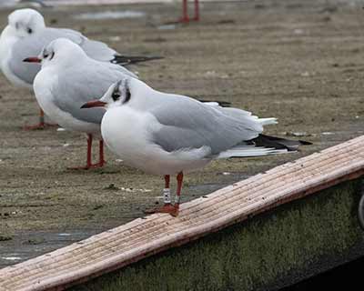 Black-headed Gull (Chroicocephalus ridibundus) [Søerne (København), Denmark]