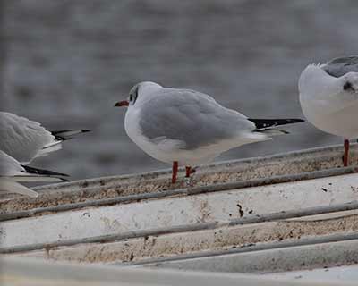 Black-headed Gull (Chroicocephalus ridibundus) [Søerne (København), Denmark]