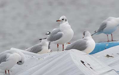 Black-headed Gull (Chroicocephalus ridibundus) [Søerne (København), Denmark]