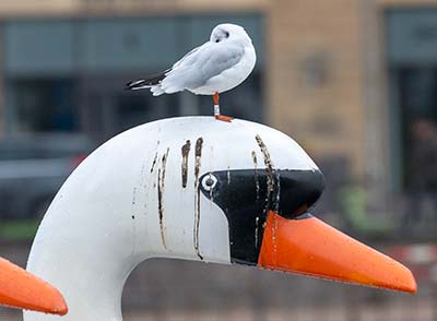 Black-headed Gull (Chroicocephalus ridibundus) [Søerne (København), Denmark]