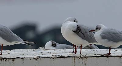 Black-headed Gull (Chroicocephalus ridibundus) [Søerne (København), Denmark]