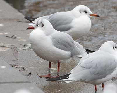 Black-headed Gull (Chroicocephalus ridibundus) [Søerne (København), Denmark]