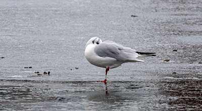 Black-headed Gull (Chroicocephalus ridibundus) [Søerne (København), Denmark]