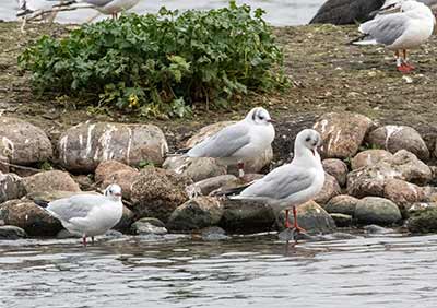 Black-headed Gull (Chroicocephalus ridibundus) [Søerne (København), Denmark]
