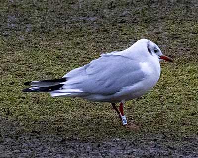 Black-headed Gull (Chroicocephalus ridibundus) [Amager Strandpark, Denmark]