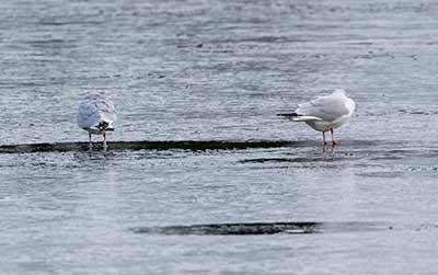 Black-headed Gull (Chroicocephalus ridibundus) [Christianshavns vold og voldgrav, Denmark]