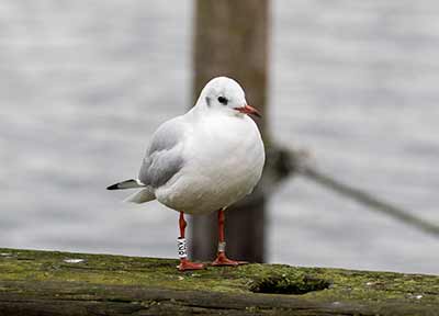 Black-headed Gull (Chroicocephalus ridibundus) [Dragør, Denmark]