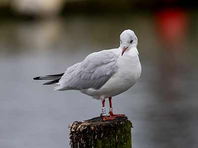Black-headed Gull (Chroicocephalus ridibundus) [Dragør, Denmark]