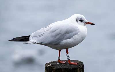 Black-headed Gull (Chroicocephalus ridibundus) [Dragør, Denmark]