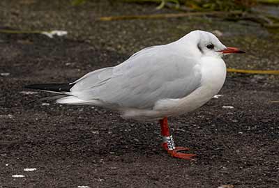 Black-headed Gull (Chroicocephalus ridibundus) [Dragør, Denmark]