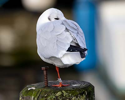 Black-headed Gull (Chroicocephalus ridibundus) [Dragør, Denmark]