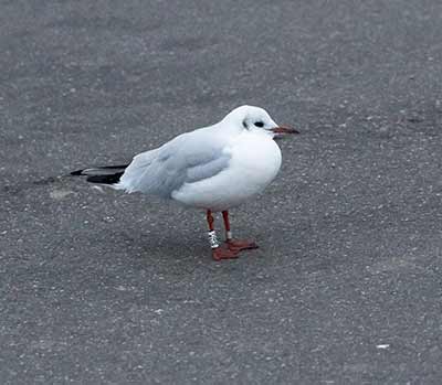 Black-headed Gull (Chroicocephalus ridibundus) [Dragør, Denmark]
