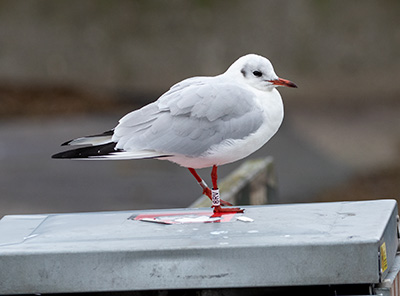 Black-headed Gull (Chroicocephalus ridibundus) [Dragør, Denmark]