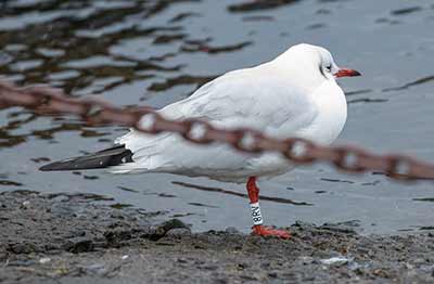 Black-headed Gull (Chroicocephalus ridibundus) [Dragør, Denmark]
