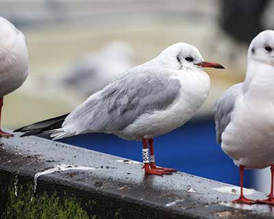 Black-headed Gull (Chroicocephalus ridibundus) [Dragør, Denmark]
