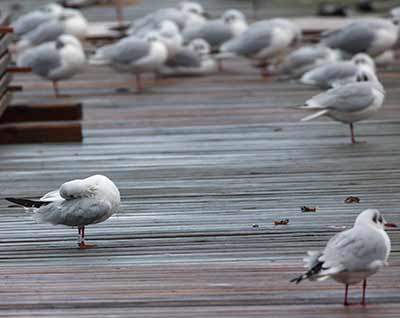 Black-headed Gull (Chroicocephalus ridibundus) [Dragør, Denmark]