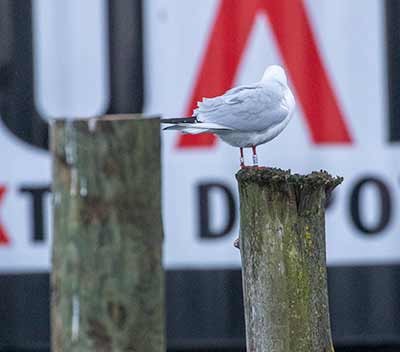 Black-headed Gull (Chroicocephalus ridibundus) [Dragør, Denmark]