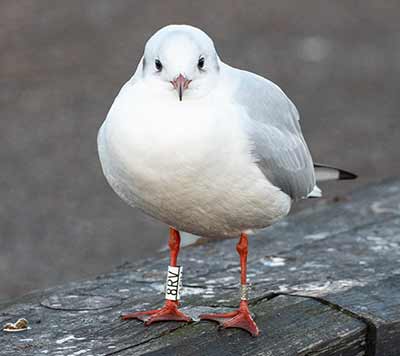 Black-headed Gull (Chroicocephalus ridibundus) [Dragør, Denmark]