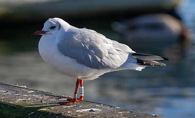 Black-headed Gull (Chroicocephalus ridibundus) [Dragør, Denmark]