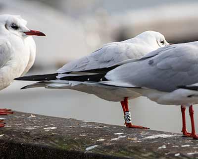 Black-headed Gull (Chroicocephalus ridibundus) [Dragør, Denmark]