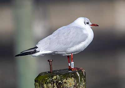 Black-headed Gull (Chroicocephalus ridibundus) [Dragør, Denmark]