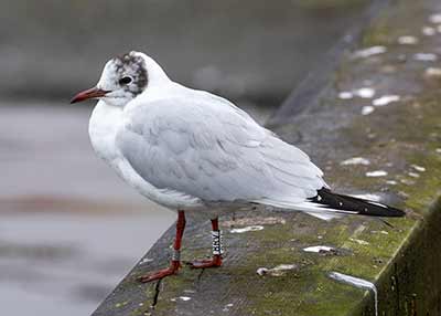 Black-headed Gull (Chroicocephalus ridibundus) [Dragør, Denmark]