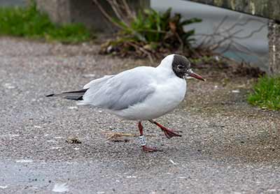 Black-headed Gull (Chroicocephalus ridibundus) [Dragør, Denmark]