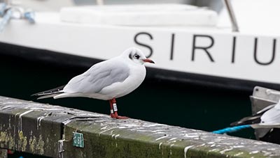 Black-headed Gull (Chroicocephalus ridibundus) [Dragør, Denmark]