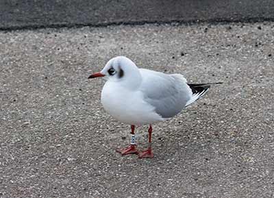 Black-headed Gull (Chroicocephalus ridibundus) [Dragør, Denmark]