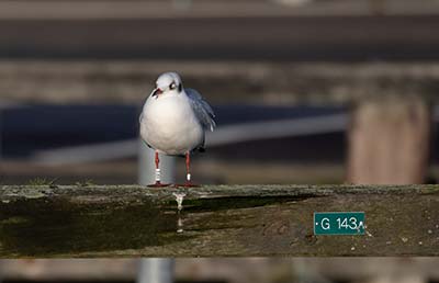 Black-headed Gull (Chroicocephalus ridibundus) [Dragør, Denmark]