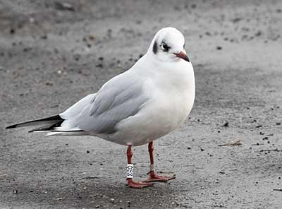 Black-headed Gull (Chroicocephalus ridibundus) [Dragør, Denmark]