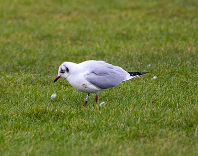 Black-headed Gull (Chroicocephalus ridibundus) [Dragør, Denmark]