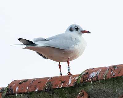 Black-headed Gull (Chroicocephalus ridibundus) [Dragør, Denmark]