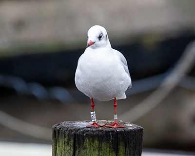 Black-headed Gull (Chroicocephalus ridibundus) [Dragør, Denmark]