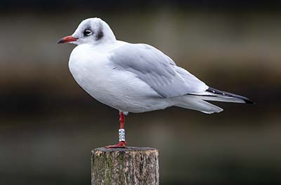 Black-headed Gull (Chroicocephalus ridibundus) [Dragør, Denmark]