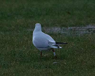 Black-headed Gull (Chroicocephalus ridibundus) [Amager Strandpark, Denmark]