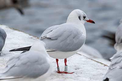 Black-headed Gull (Chroicocephalus ridibundus) [Søerne (København), Denmark]