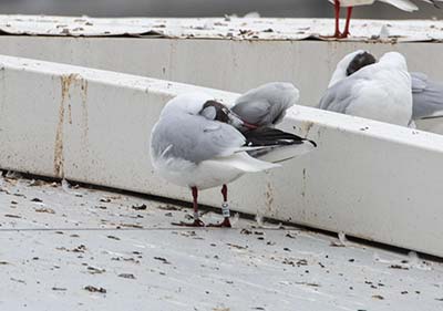 Black-headed Gull (Chroicocephalus ridibundus) [Søerne (København), Denmark]