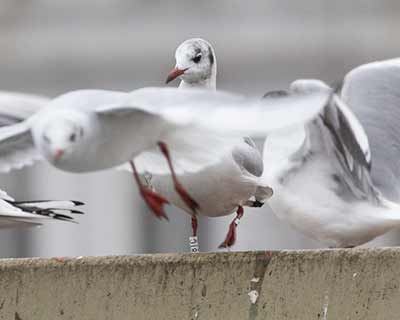 Black-headed Gull (Chroicocephalus ridibundus) [Søerne (København), Denmark]