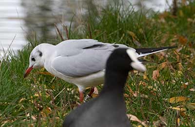 Black-headed Gull (Chroicocephalus ridibundus) [Søerne (København), Denmark]