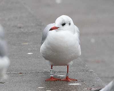 Black-headed Gull (Chroicocephalus ridibundus) [Søerne (København), Denmark]