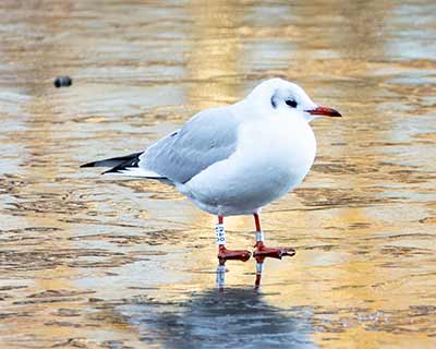Black-headed Gull (Chroicocephalus ridibundus) [Søerne (København), Denmark]