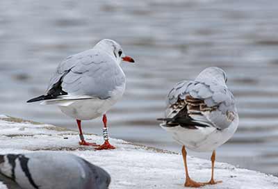 Black-headed Gull (Chroicocephalus ridibundus) [Søerne (København), Denmark]